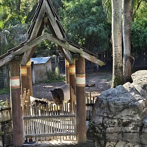 Asian Gardens - Malayan Tapir and calf