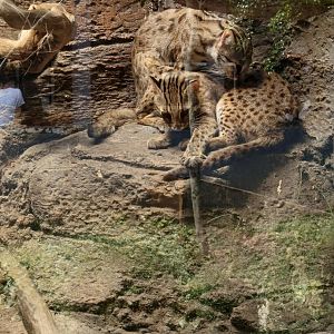 Sunda Leopard Cat (Prionailurus javanensis)