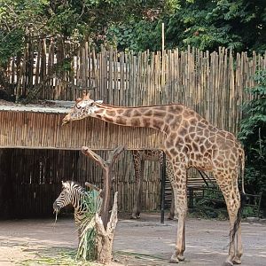 Rothschild's Giraffe (Giraffa camelopardalis rothschildi) and Plains Zebra (Equus quagga)