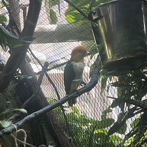 Moody Gardens Rainforest