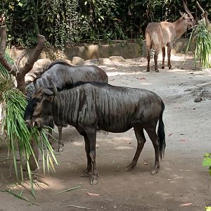 Blue Wildebeest (Connochaetes taurinus) and Defassa Waterbuck (Kobus ellipsiprymnus defassa)