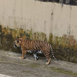 Siberian Tiger (Panthera tigris altaica)