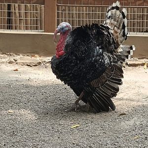 Domestic Turkey (Meleagris gallopavo domesticus)