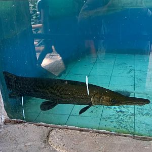 Alligator gar (Atractosteus spatula)