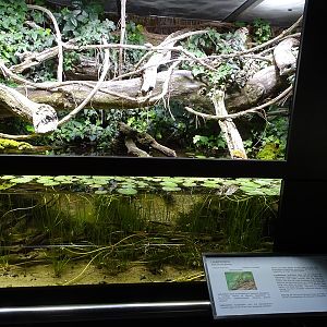 Paludarium for smooth newt and tree frog