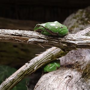 European tree frog (Hyla arborea)