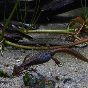 Smooth newt (Lissotriton vulgaris vulgaris)