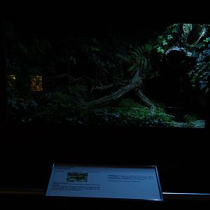 Terrarium for fire salamander