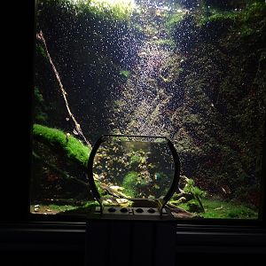 Tank for water flees