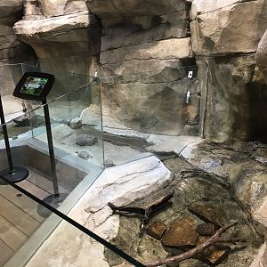 Entry Freshwater Turtle Exhibits