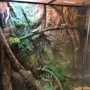 Cope's Grey Tree Frog Exhibit