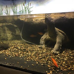 Common Snapping Turtle Exhibit