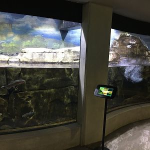 Freshwater Trout Exhibit
