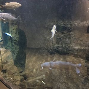 Large Fish Freshwater Tank - Apologies for Quality, From Cellphone