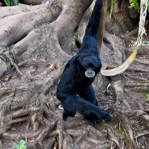 Siamang