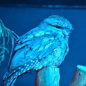 Tawny Frogmouth