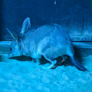 Greater Bilby