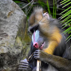 Mandrill - male Jumoke