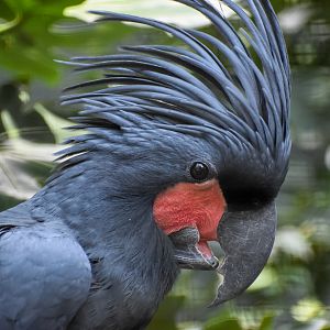 Palm Cockatoo