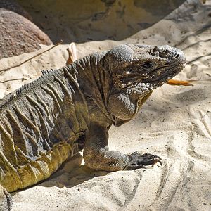 Rhinoceros Iguana