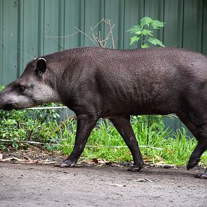 Brazilian Tapir - male Arturo
