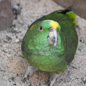 Yellow-naped Amazon Parrot