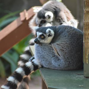 Ring-tailed Lemurs