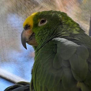 Yellow-crowned Amazon Parrot