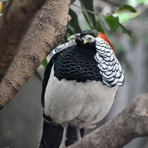 Lady Amherst's Pheasant