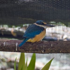 Sacred Kingfisher