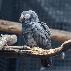 Timneh Grey Parrot