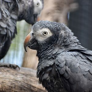 Timneh Grey Parrot