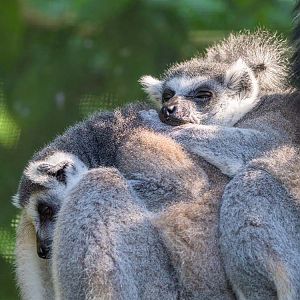 Ring-tailed Lemur (Lemur Catta)