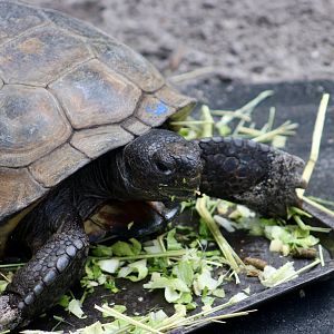 Gopher Tortoise (Gopherus polyphemus)
