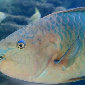 Rainbow Parrotfish (Scarus guacamaia)