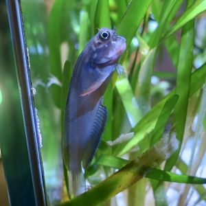 Redlip Blenny (Ophioblennius atlanticus)