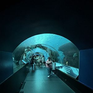 Introductory Tunnel Tank