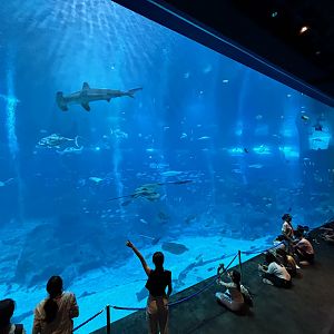 4.8 Million Gallon Open Ocean Habitat