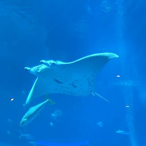 Reef Manta Ray