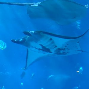 Reef Manta Ray
