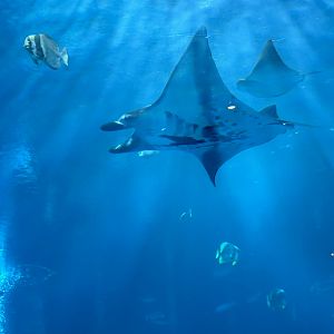 Reef Manta Ray