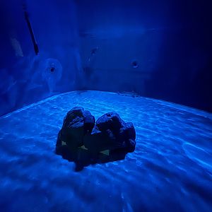 Elephant Fish/Australian Ghostshark Tank