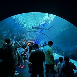 Apex Predators of the Sea