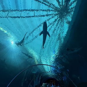 Apex Predators of the Sea Tunnel