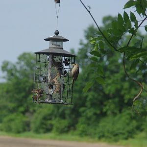Bird ID? - wild in Toronto, Canada, 2014