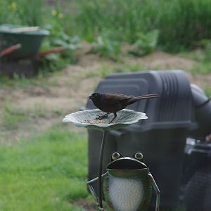 Bird ID? - wild in Toronto, Canada, 2014
