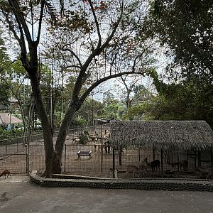 Javan Rusa Deer Exhibit