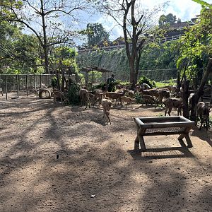 Javan Rusa Deer Exhibit