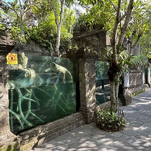 Small-clawed Otter Exhibit