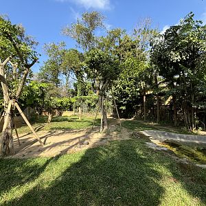 Malayan Tapir Exhibit
